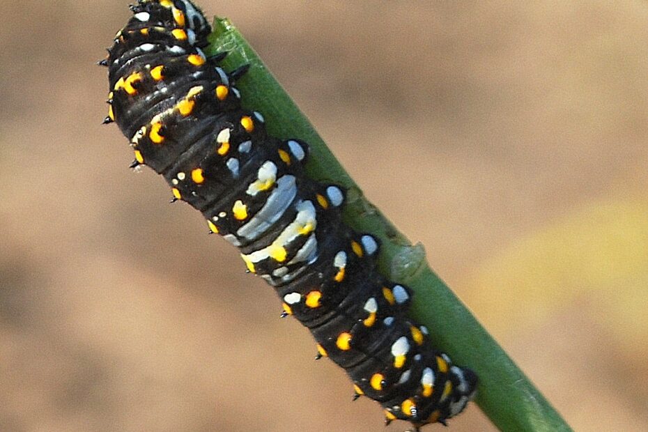 A Close Look At The Black Swallowtail Caterpillar