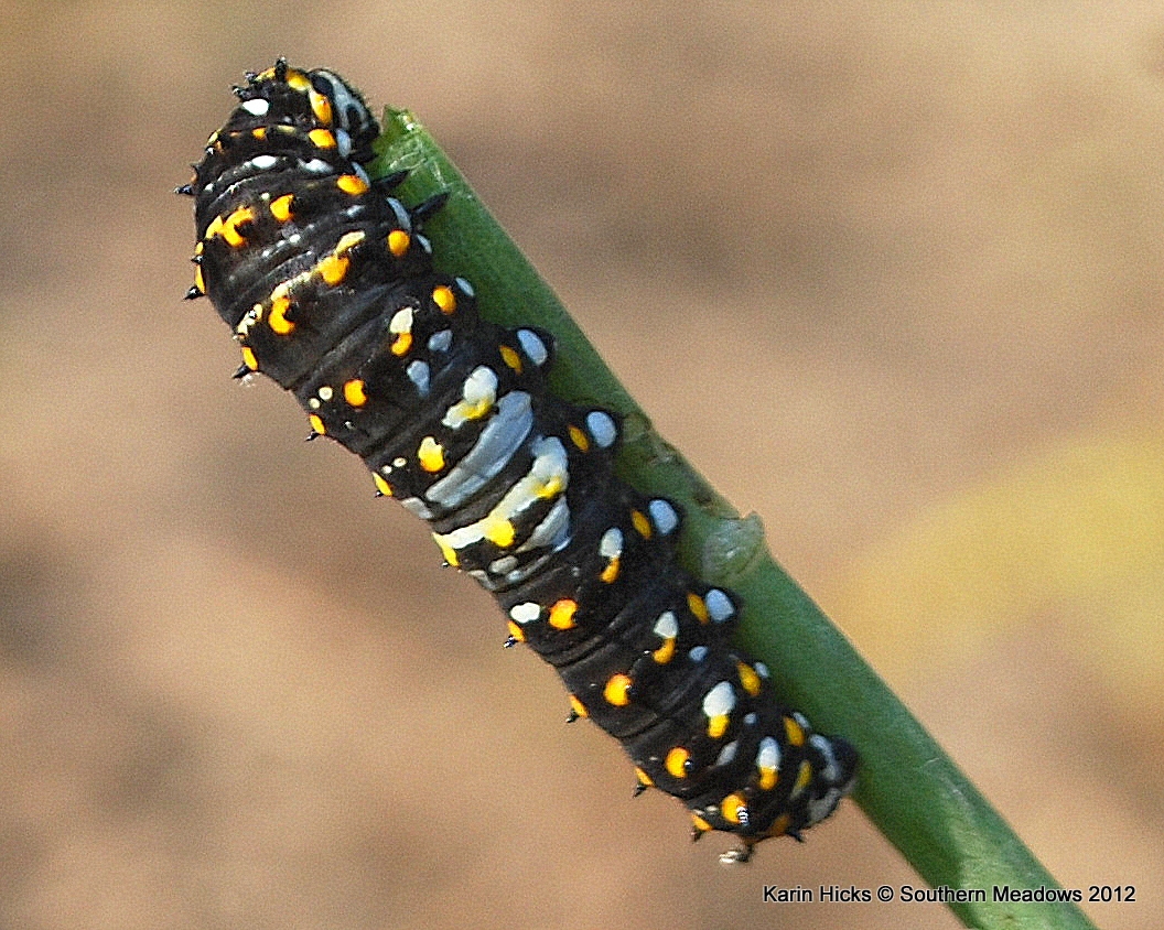 A Close Look At The Black Swallowtail Caterpillar A Close Look At The Black Swallowtail Caterpillar