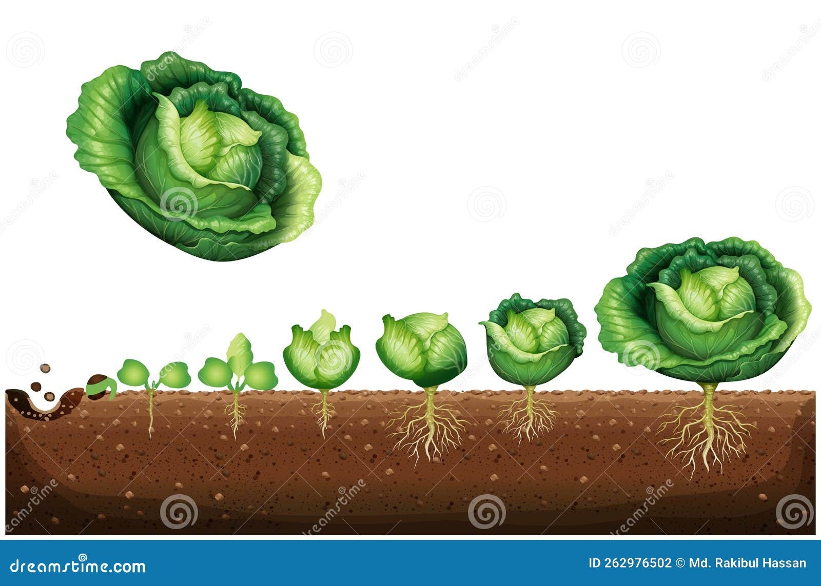A Cycle Of Growth Of A Cabbage Plant Crop Stages Of Headed Cabbage A Cycle Of Growth Of A Cabbage Plant Crop Stages Of Headed Cabbage
