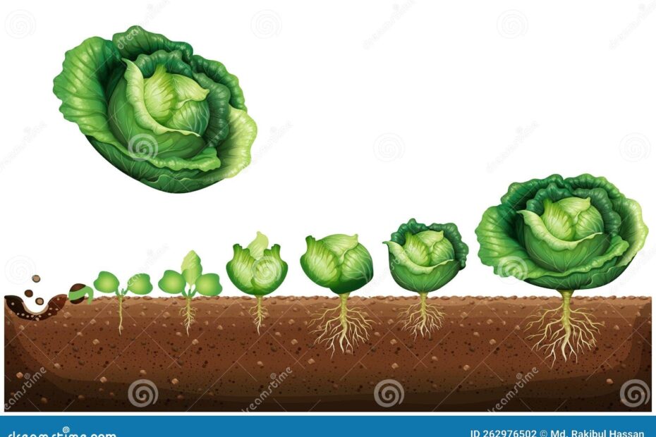 A Cycle Of Growth Of A Cabbage Plant Crop Stages Of Headed Cabbage
