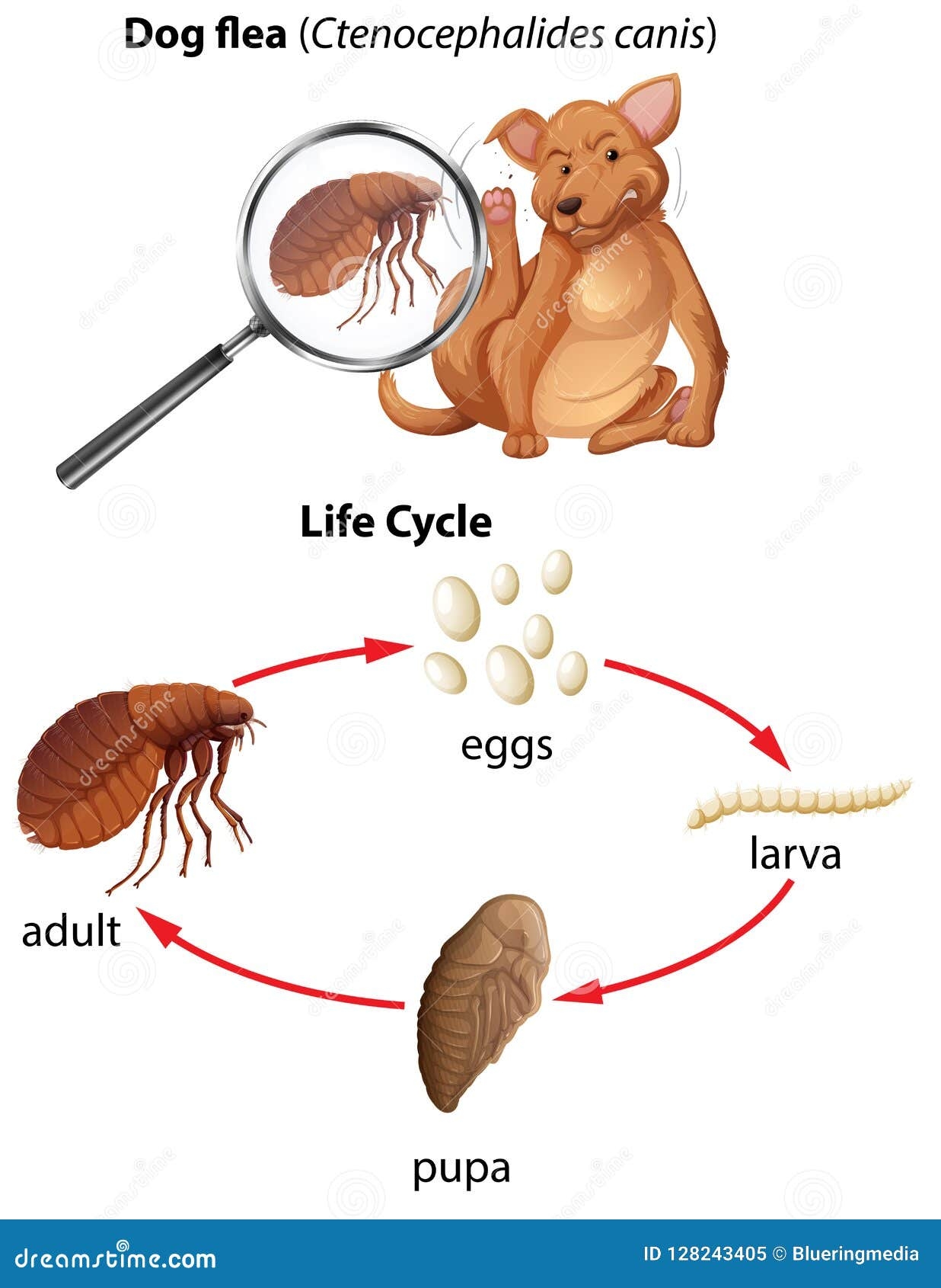 A Dog Life Cycle A Dog Life Cycle