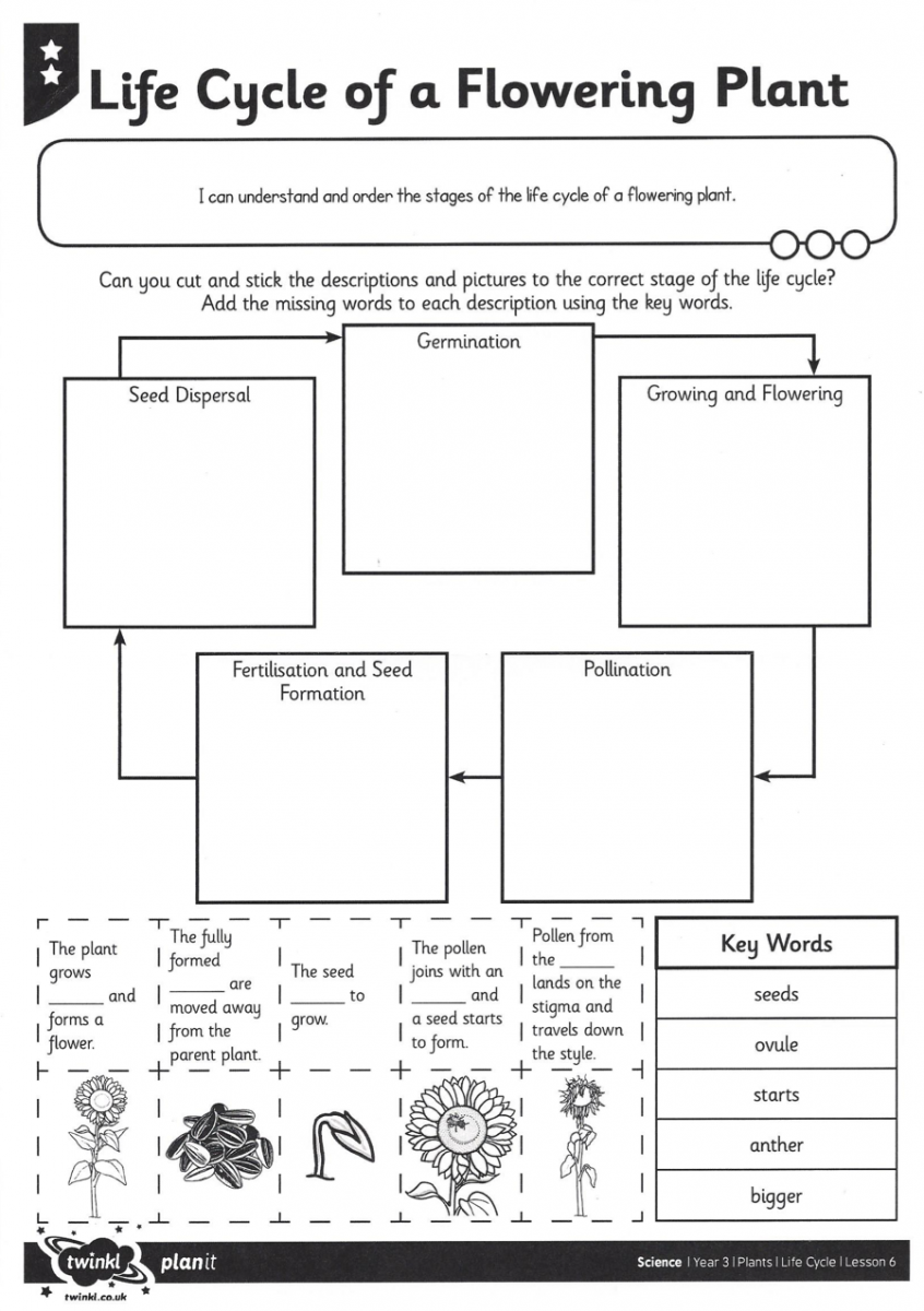 Adapting Plant Life Cycle Worksheet Paths To Literacy Adapting Plant Life Cycle Worksheet Paths To Literacy