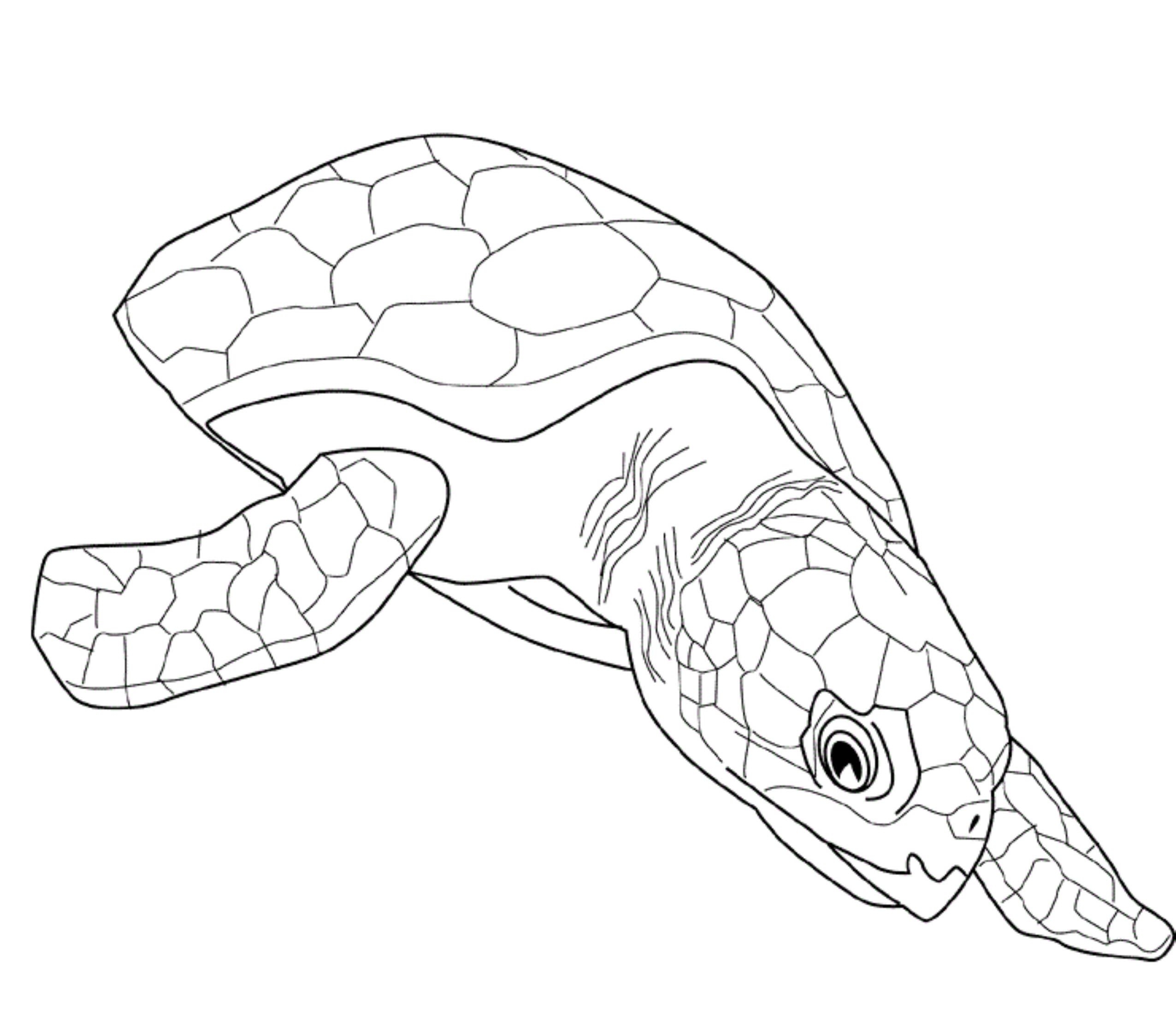 ADULT COLORING PAGES TURTLE Coloring Home ADULT COLORING PAGES TURTLE Coloring Home