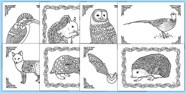 animal colouring sheets twinkl