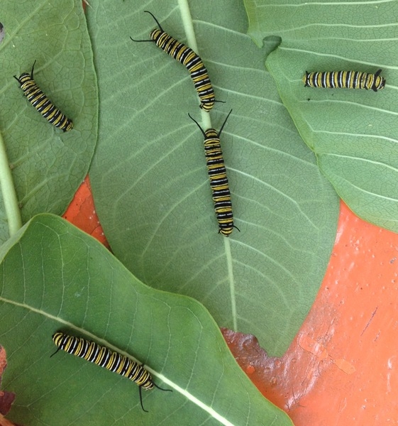 ADW Monarch larvae jpg ADW Monarch larvae jpg