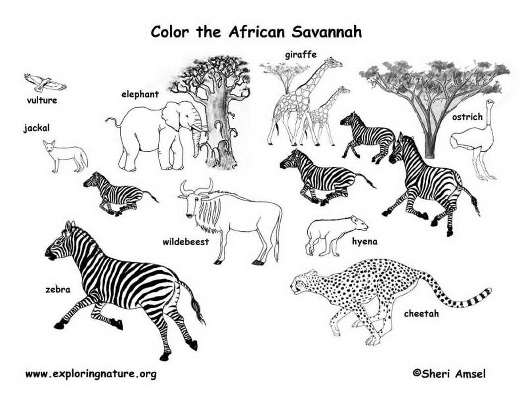 African Safari Animals Coloring Pages Coloring Home African Safari Animals Coloring Pages Coloring Home