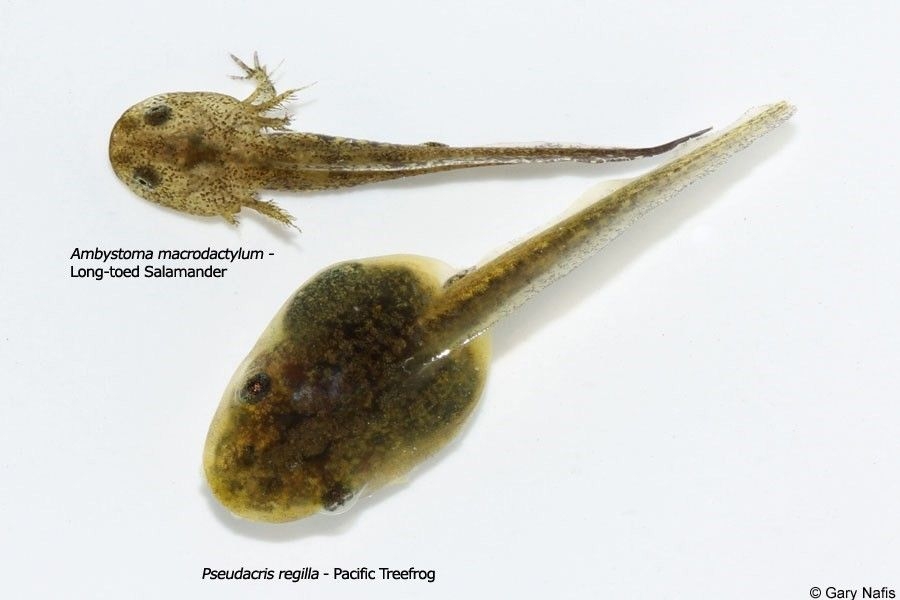 After 5 Weeks The Tadpoles Grow Hind Legs Slowly They Will Start To