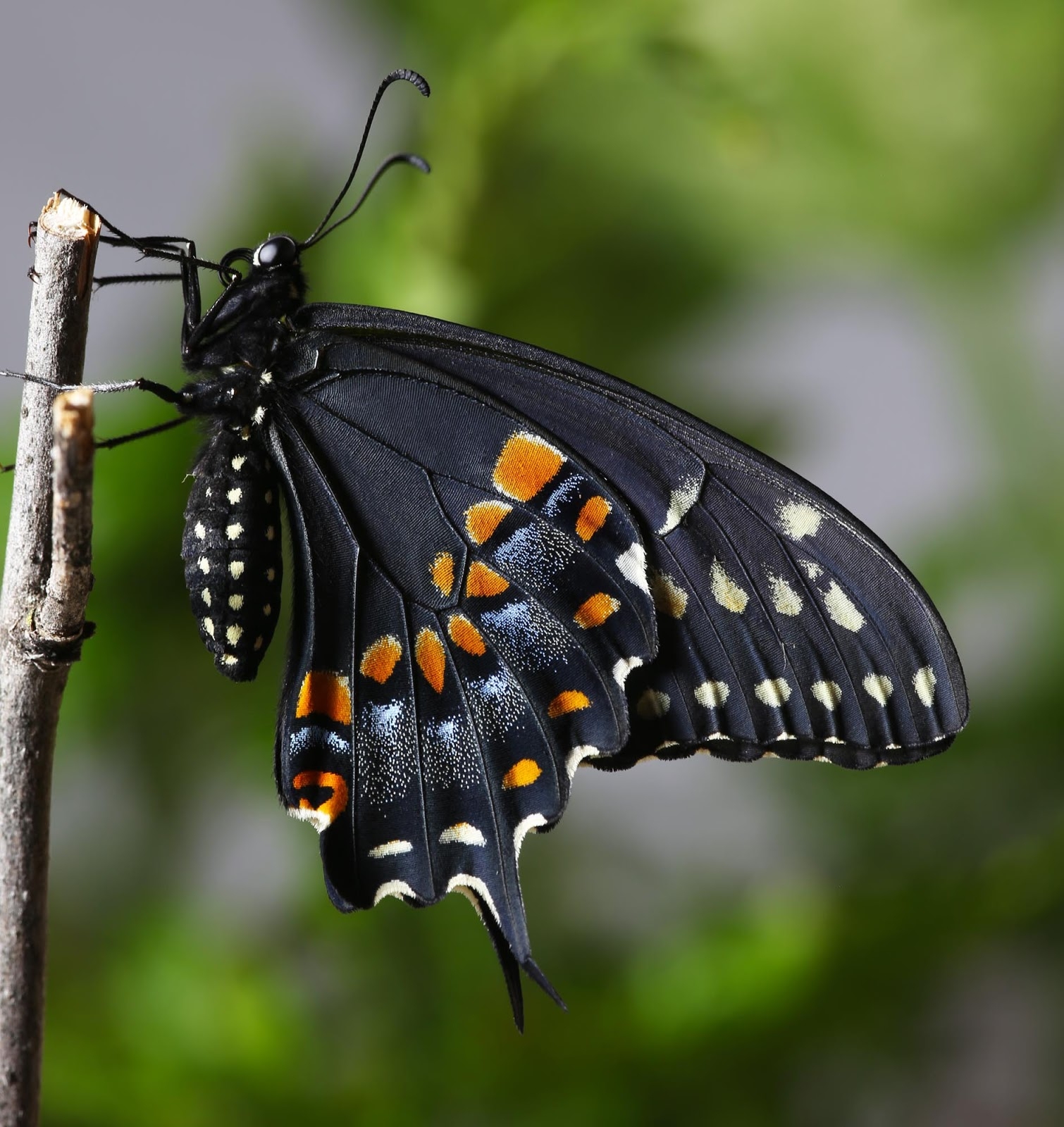All Of Nature Black Swallowtail Butterfly Emerges All Of Nature Black Swallowtail Butterfly Emerges
