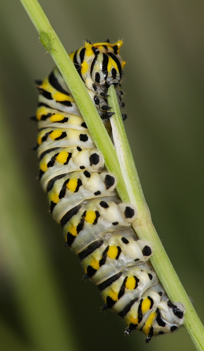 All Of Nature Black Swallowtail Butterfly Larvae On Dill