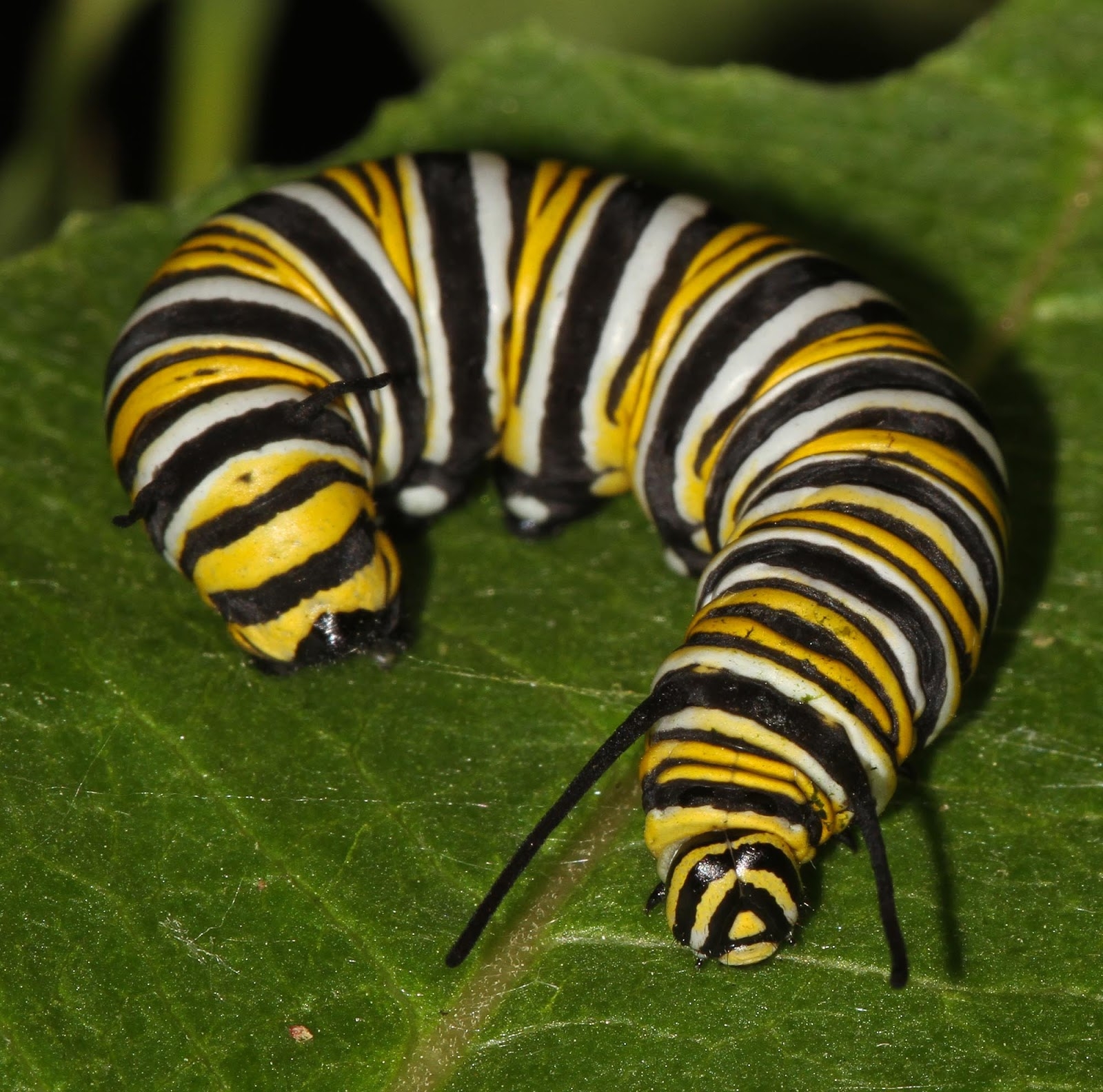 All Of Nature Monarch Caterpillar Growth All Of Nature Monarch Caterpillar Growth
