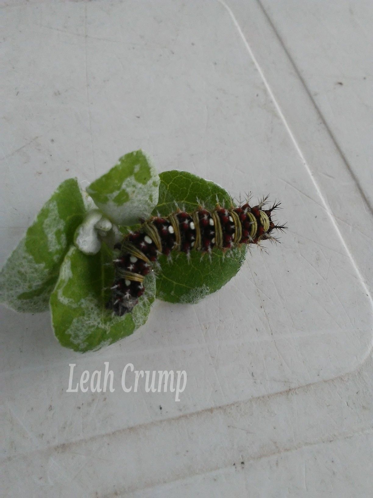 painted lady caterpillar painted lady caterpillar