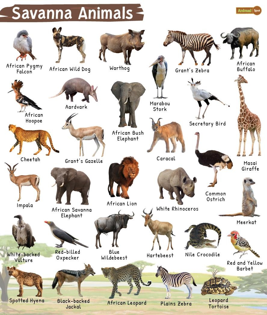 free printable savanna animal pictures free printable savanna animal pictures