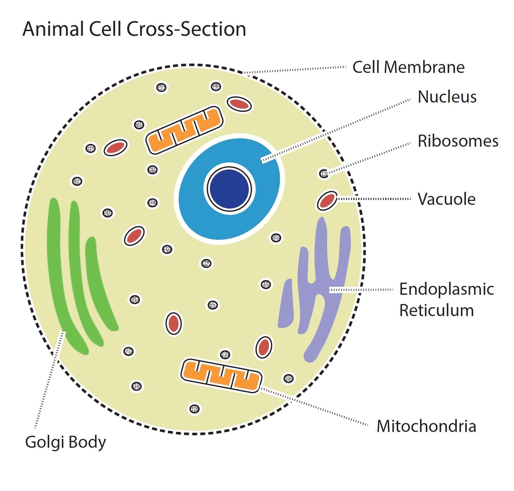 Animal Cell Anatomy Labeled Cross Section Animal Cell Structure Porn Animal Cell Anatomy Labeled Cross Section Animal Cell Structure Porn