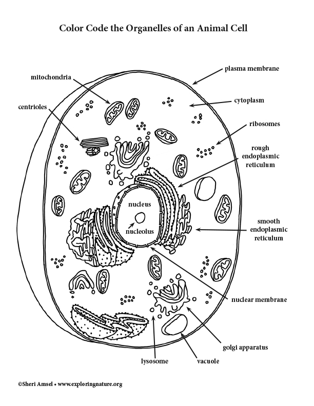 animal cell color chart animal cell color chart