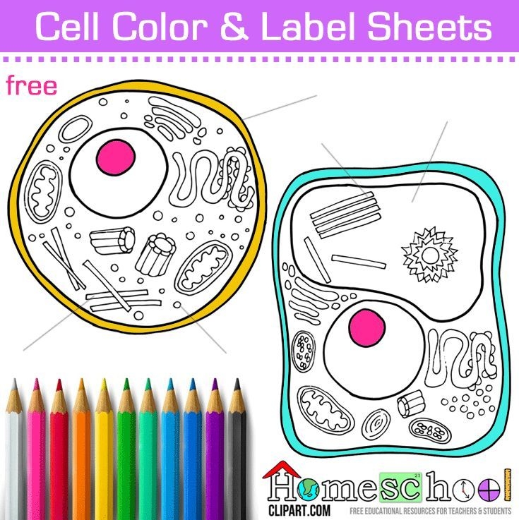 Animal Cell Color Worksheet Printable Calendars AT A GLANCE Animal Cell Color Worksheet Printable Calendars AT A GLANCE