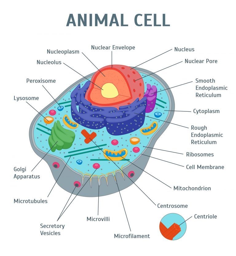 Animal Cell Colored And Labeled Animal Cell Colored And Labeled