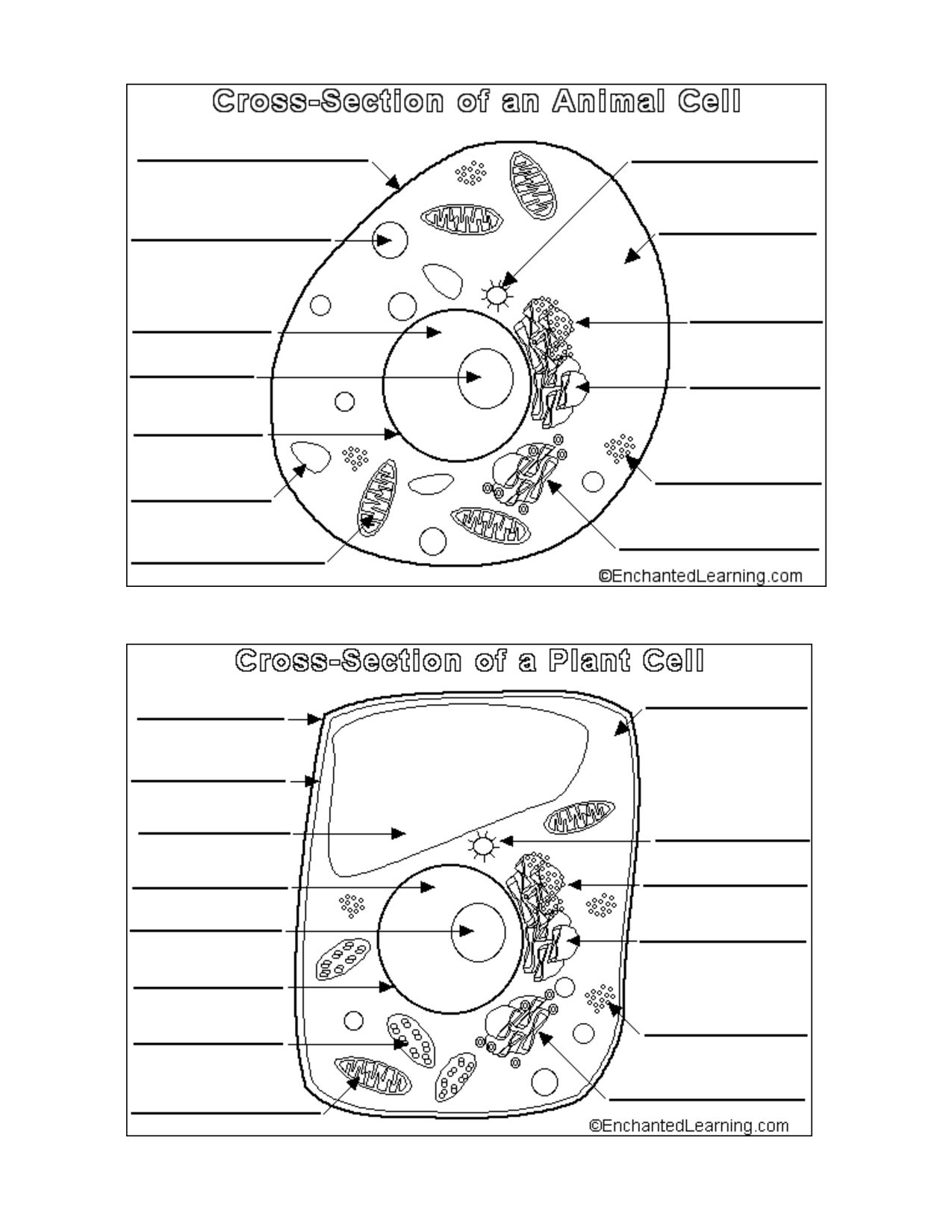 Animal Cell Coloring Page Coloring Home Animal Cell Coloring Page Coloring Home