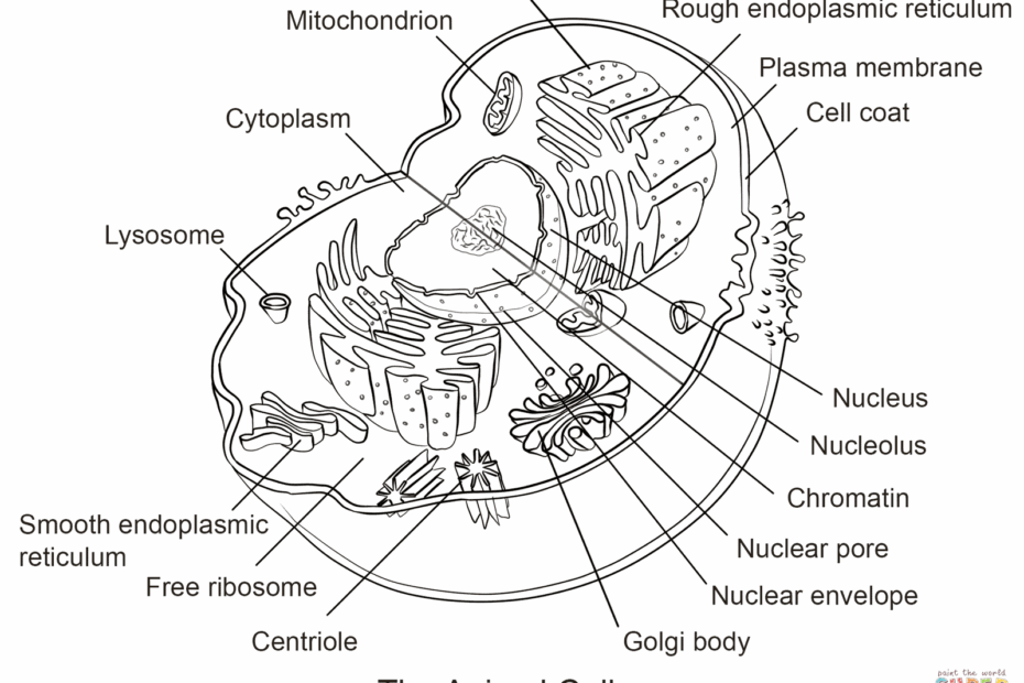 Animal Cell Coloring Page Coloring Home