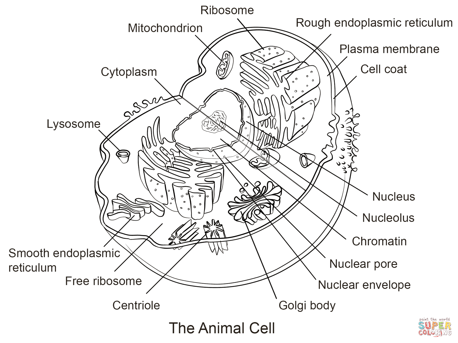 Animal Cell Coloring Page Coloring Home Animal Cell Coloring Page Coloring Home