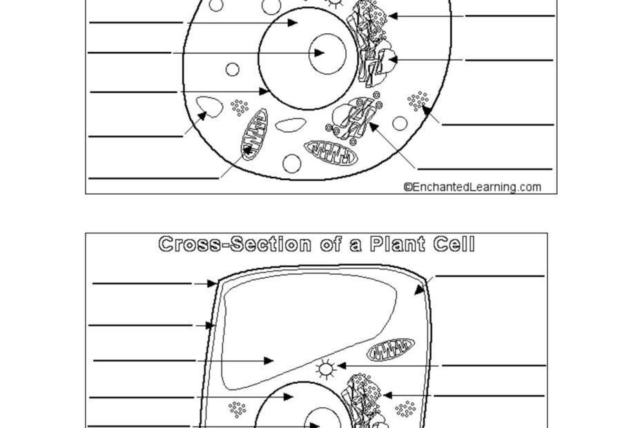Animal Cell Coloring Page Coloring Home