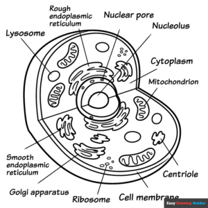 Animal Cell Coloring Page Easy Drawing Guides Animal Cell Coloring Page Easy Drawing Guides