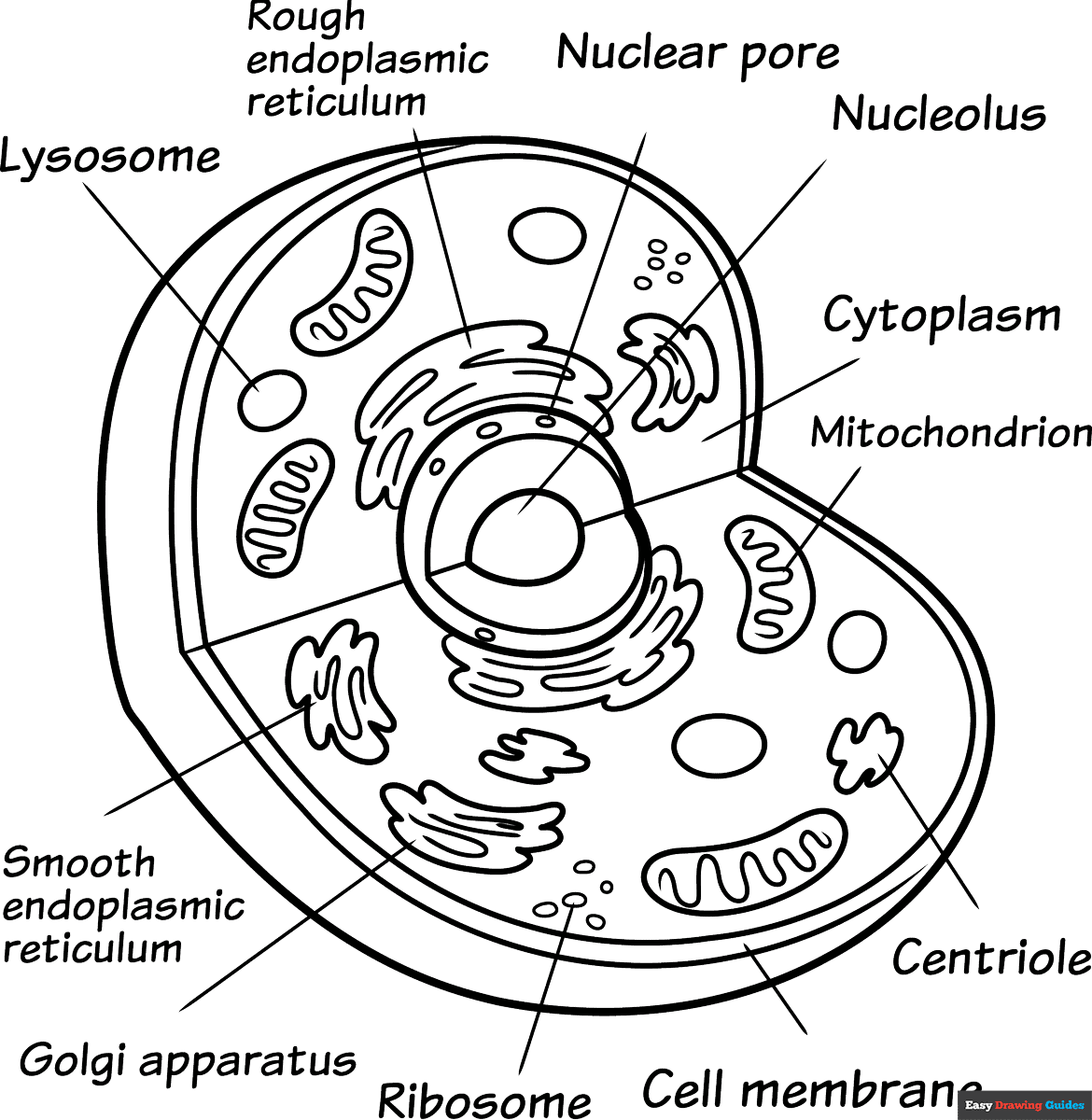 animal cell coloring animal cell coloring