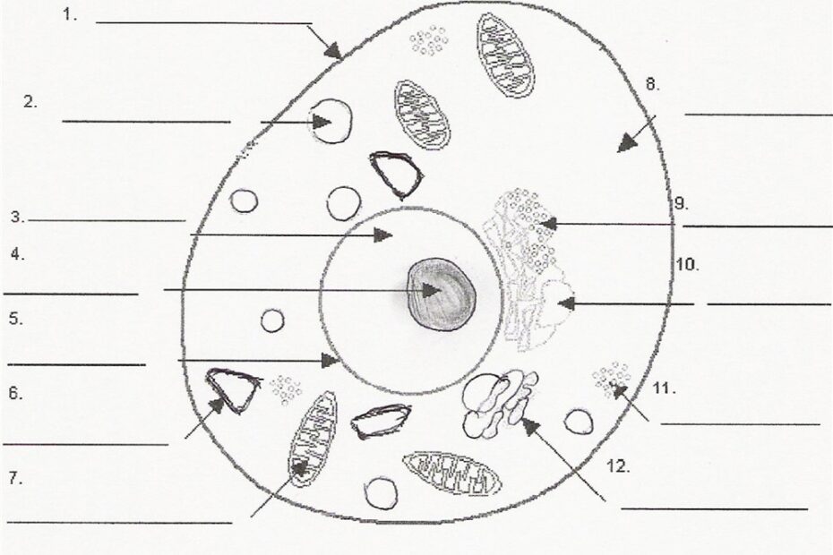 Animal Cell Coloring Pages Animal Cell Diagram Quiz Free Printable