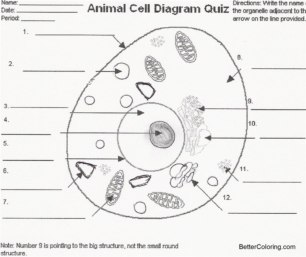 Animal Cell Coloring Pages Animal Cell Diagram Quiz Free Printable Animal Cell Coloring Pages Animal Cell Diagram Quiz Free Printable