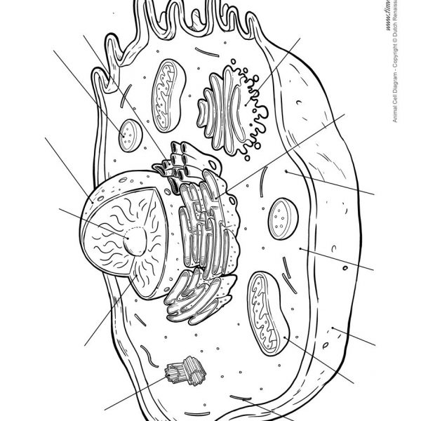 Animal Cell Coloring Pages Free Printable Coloring Pages Animal Cell Coloring Pages Free Printable Coloring Pages