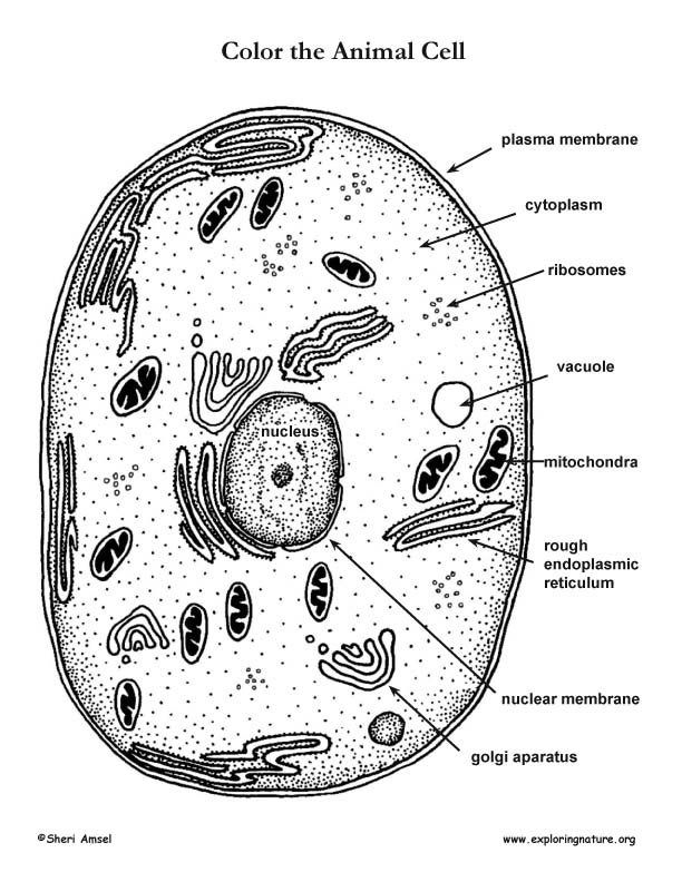 Animal Cell Coloring Sheet Animal Cell Coloring Sheet