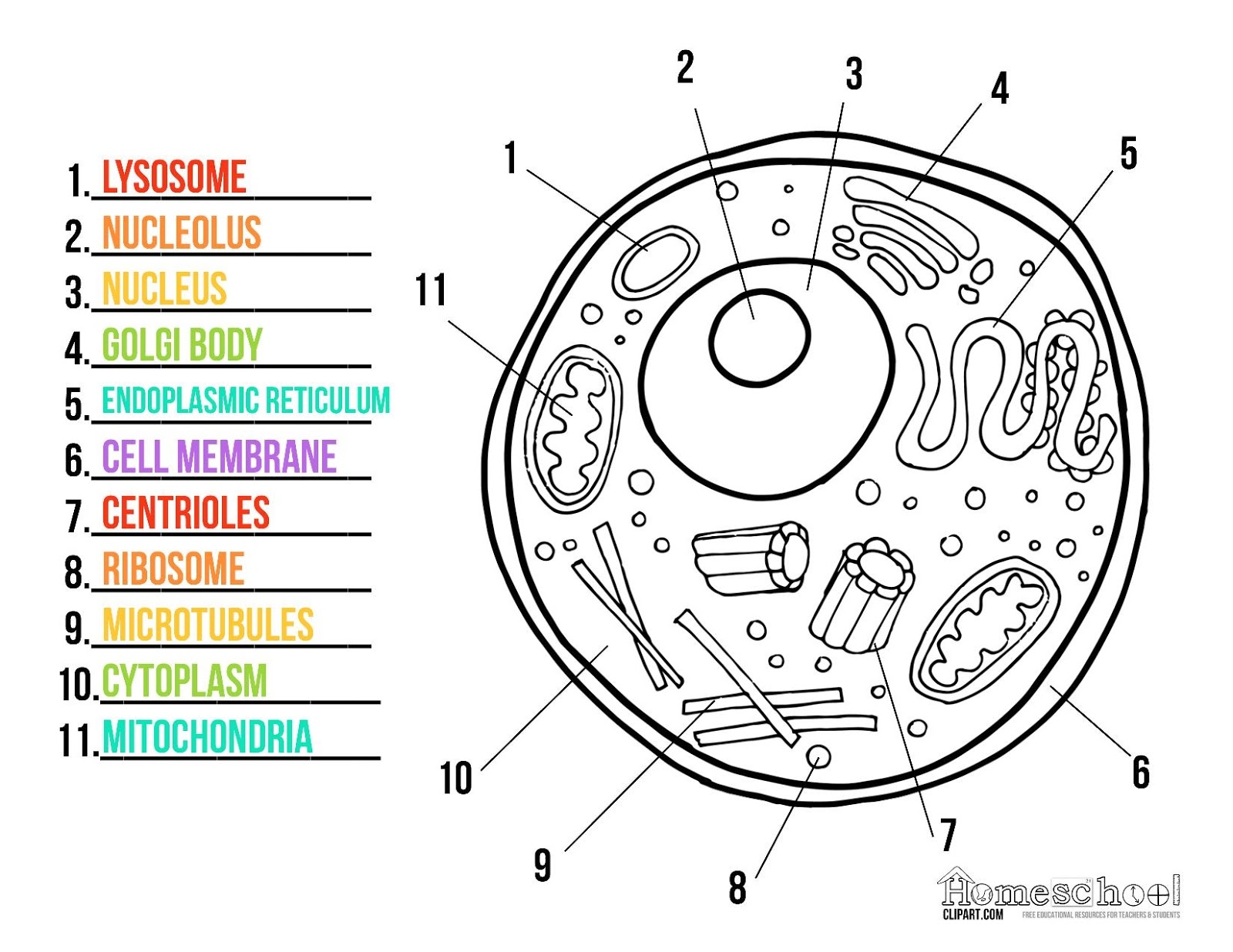 Animal Cell Coloring Sheet Animal Cell Coloring Sheet