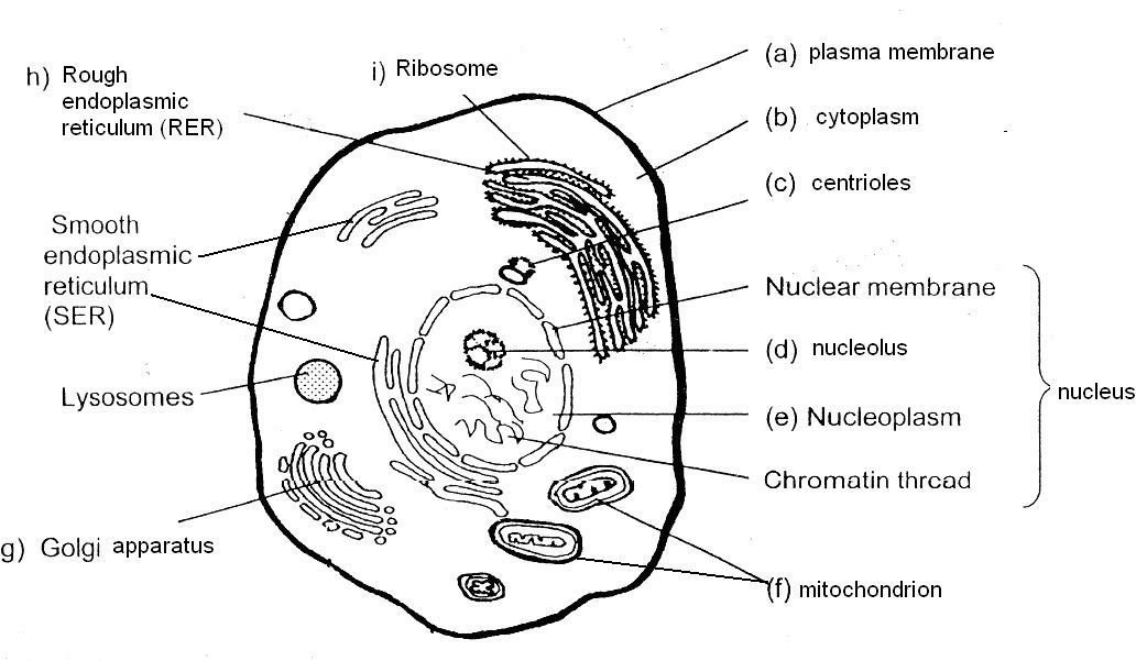 Animal Cell Coloring Sheet Labeled Animal Cell Coloring Sheet Labeled
