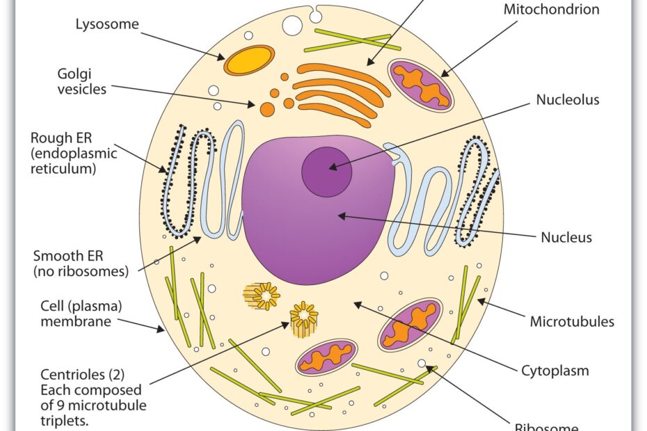 Animal Cell Coloring Sheet Labeled
