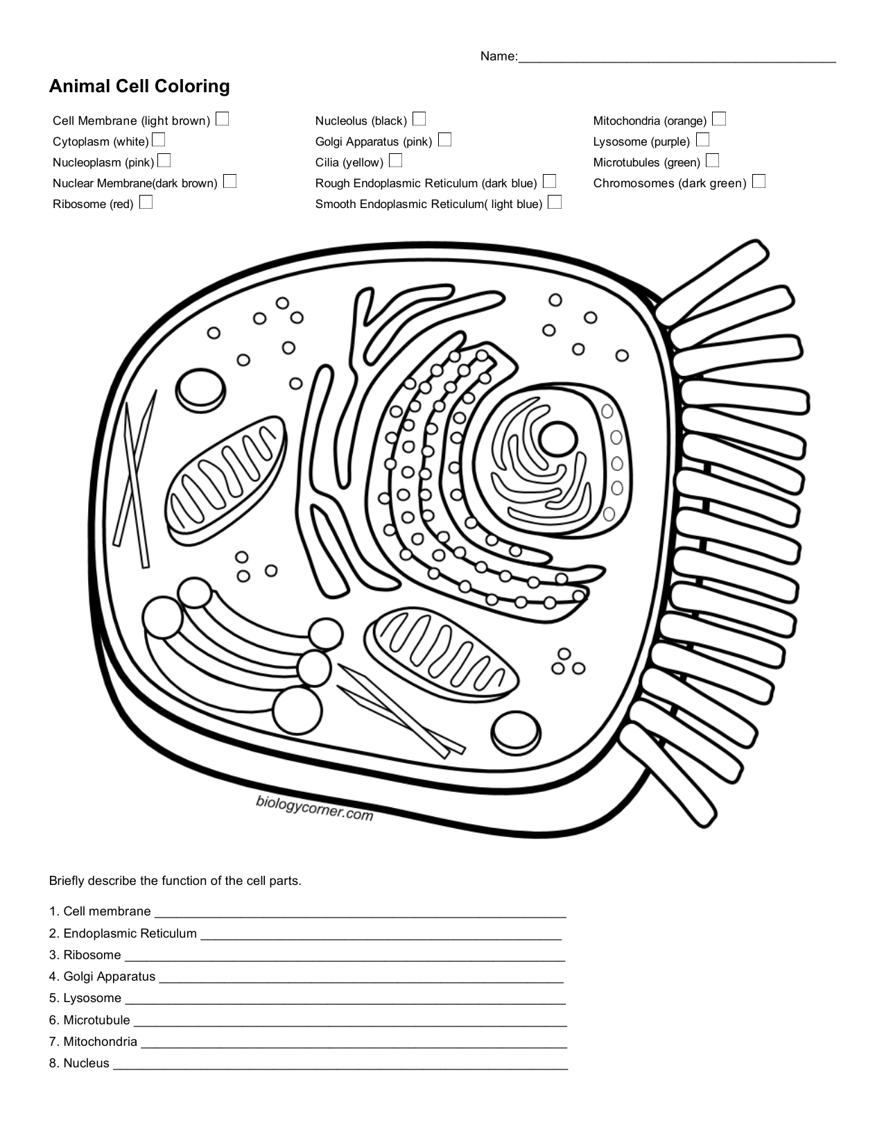 Animal Cell Coloring Sheet Labeled Animal Cell Coloring Sheet Labeled