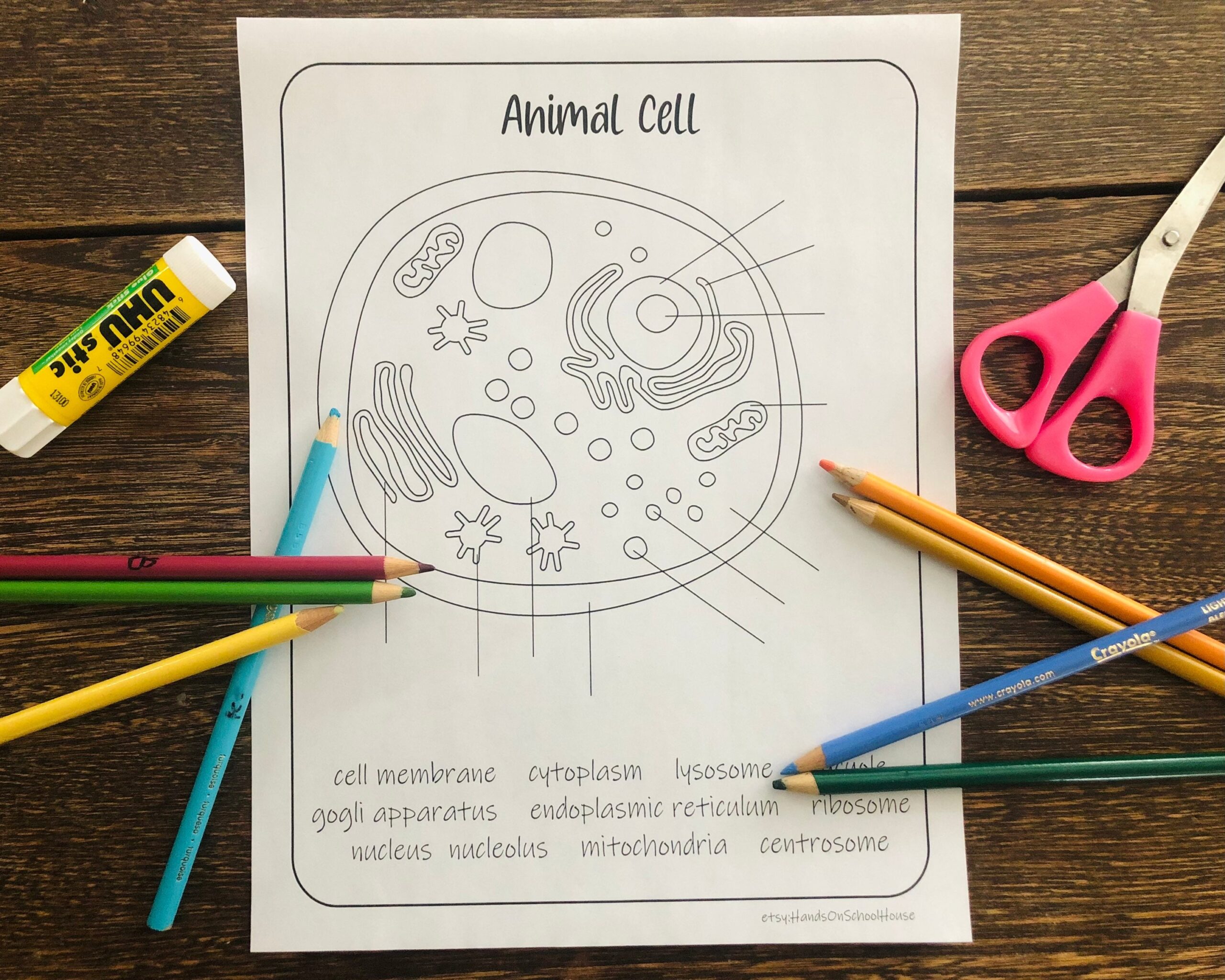 Animal Cell Coloring Sheet Animal Cell Coloring Sheet