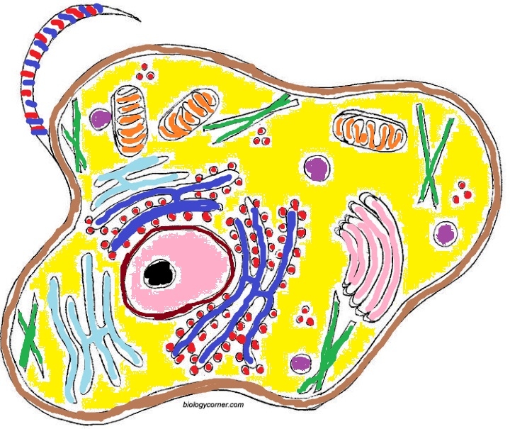 Animal Cell Coloring Animal Cell Coloring