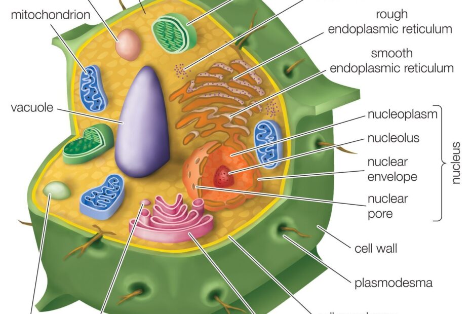 Animal Cell Cytoplasm Color