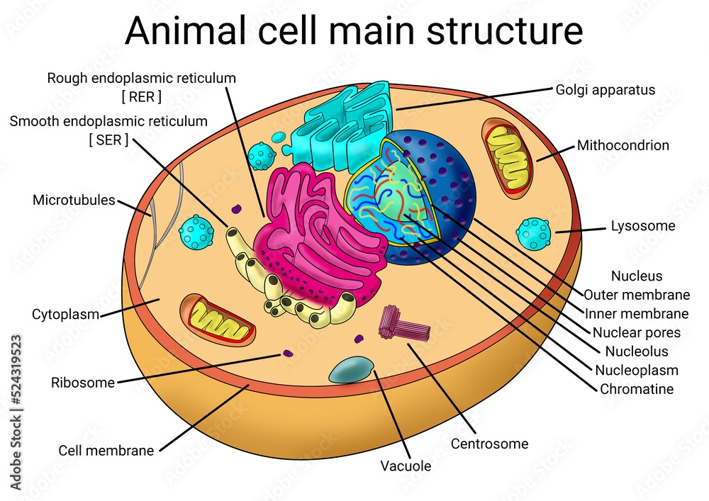 Animal Cell Diagram Cell Diagram Biology Notes Biolog Vrogue co Animal Cell Diagram Cell Diagram Biology Notes Biolog Vrogue co