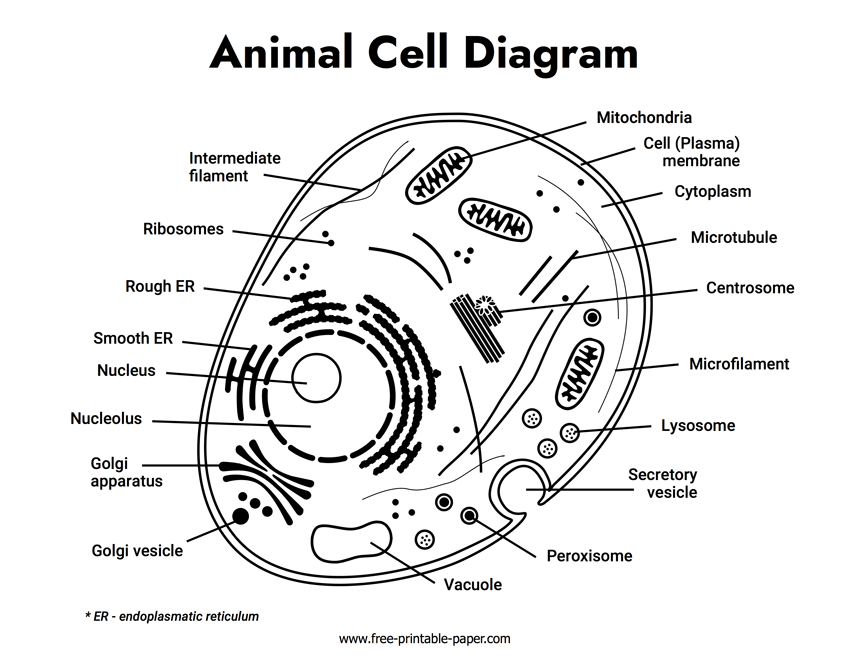 Animal Cell Diagram Free printable paper Animal Cell Diagram Free printable paper