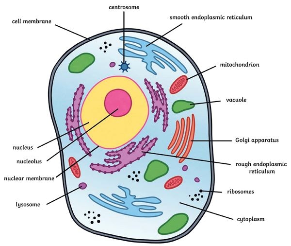 Animal Cell Diagram Labelled