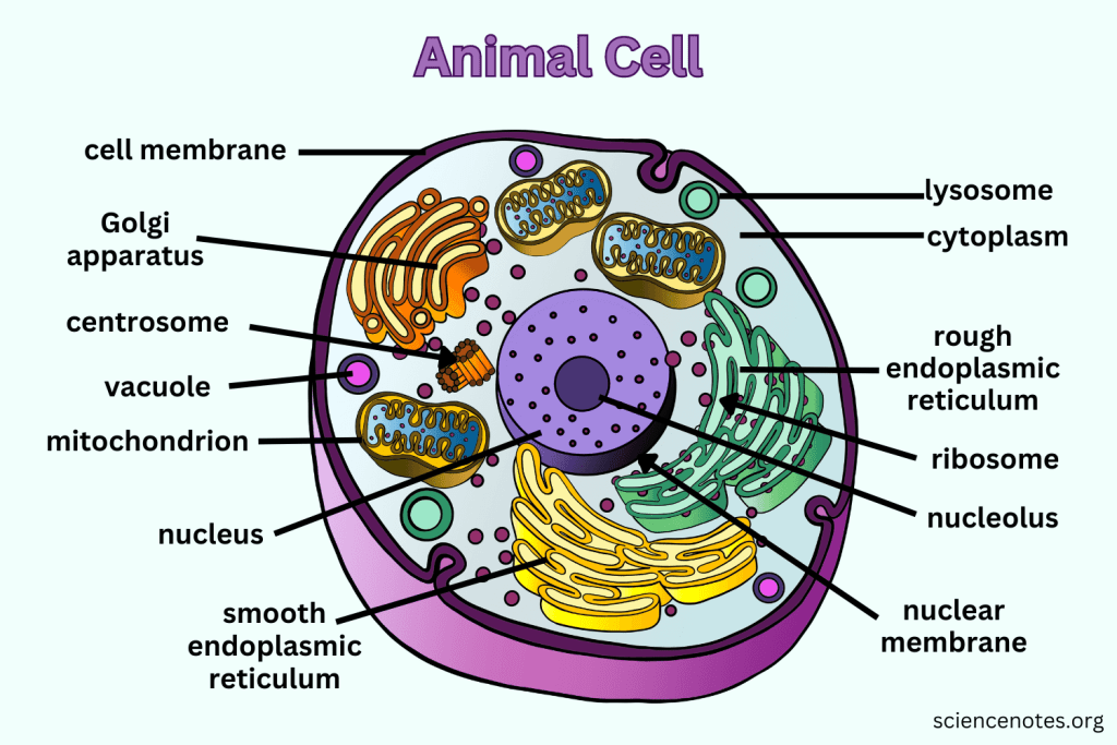 animal cell diagram color animal cell diagram color