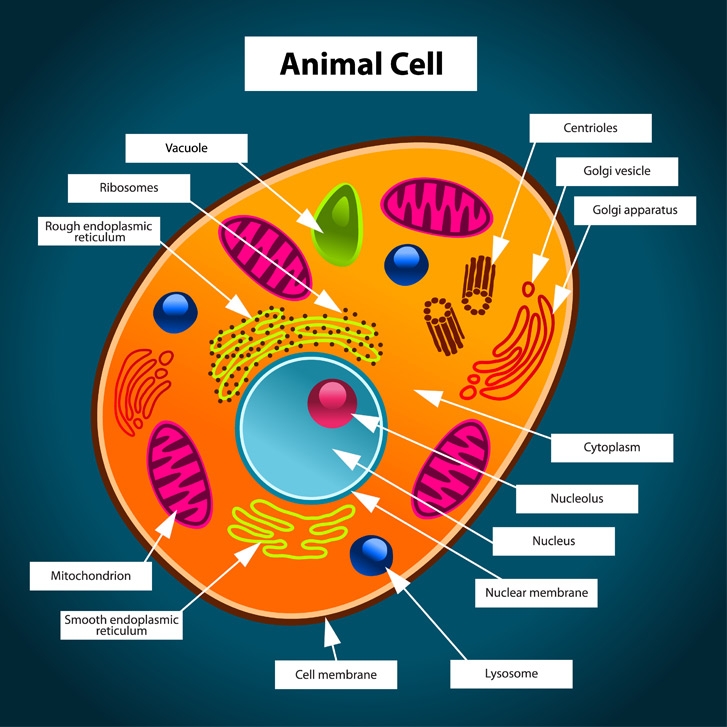 Animal Cell Free Printable To Label Color kidCourses Animal Cell Free Printable To Label Color kidCourses