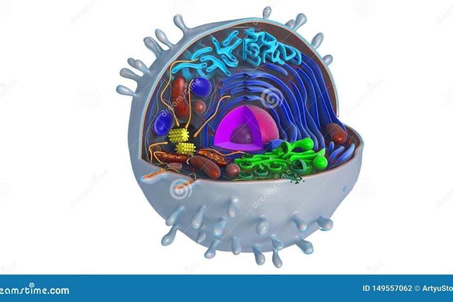 Animal Cell In Section Multi colored Stock Illustration Illustration
