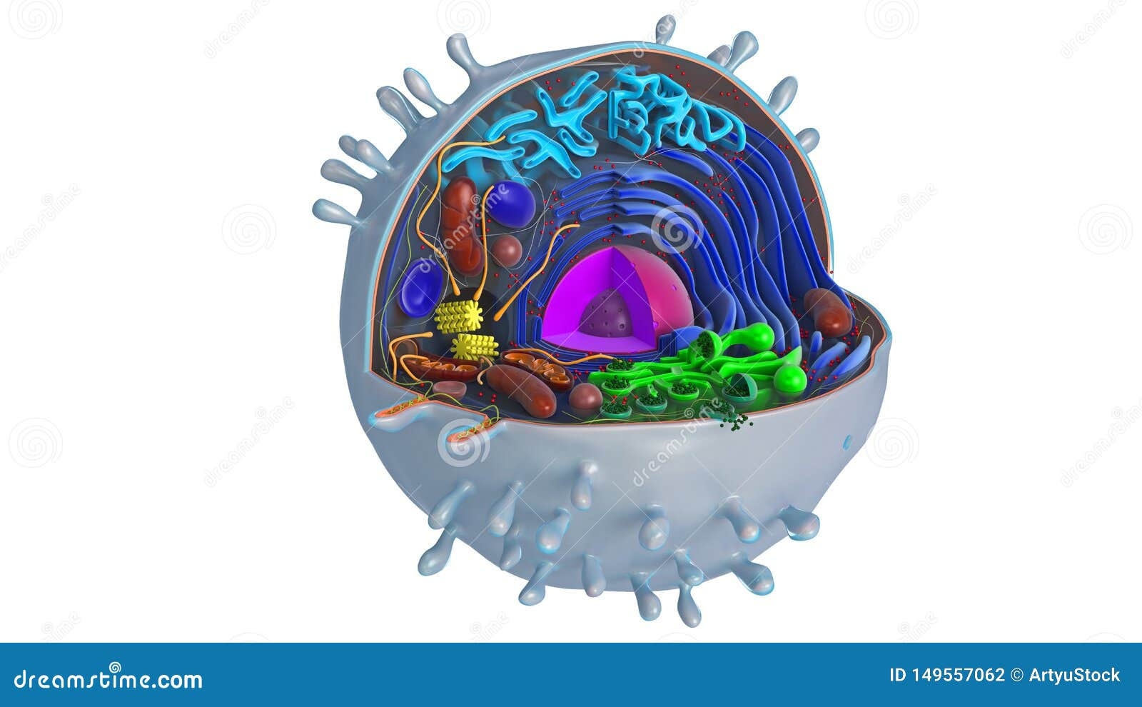 Animal Cell In Section Multi colored Stock Illustration Illustration Animal Cell In Section Multi colored Stock Illustration Illustration