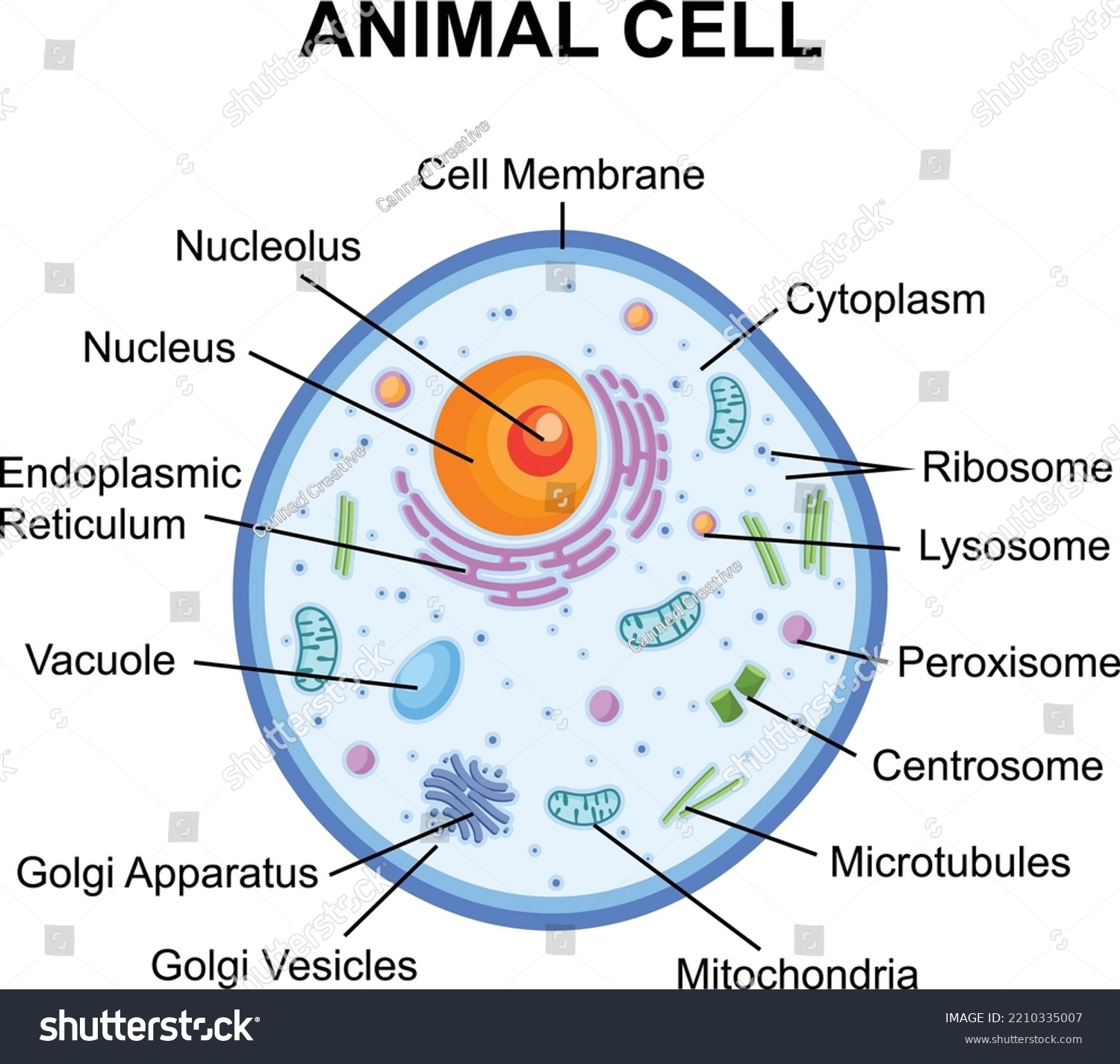 Animal Cell Structure Parts Functions Labeled Diagram Lights Crystal Animal Cell Structure Parts Functions Labeled Diagram Lights Crystal
