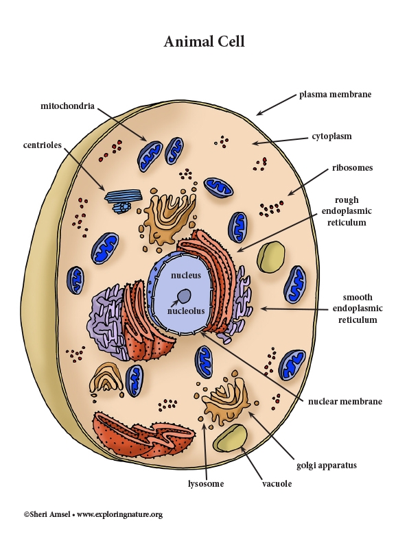 Animal Cell With Color Animal Cell With Color