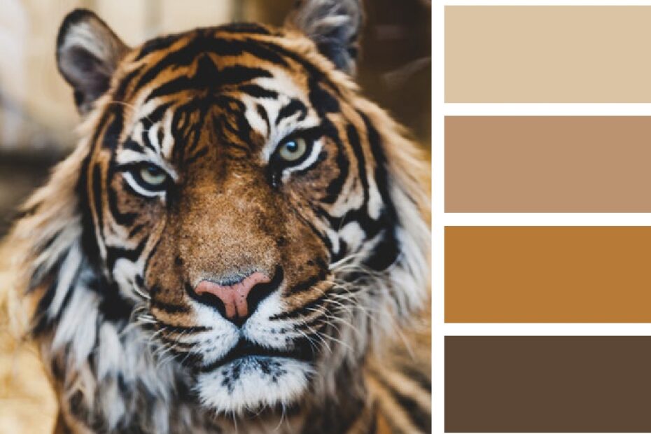 Animal Color Palette AboutDecorationBlog