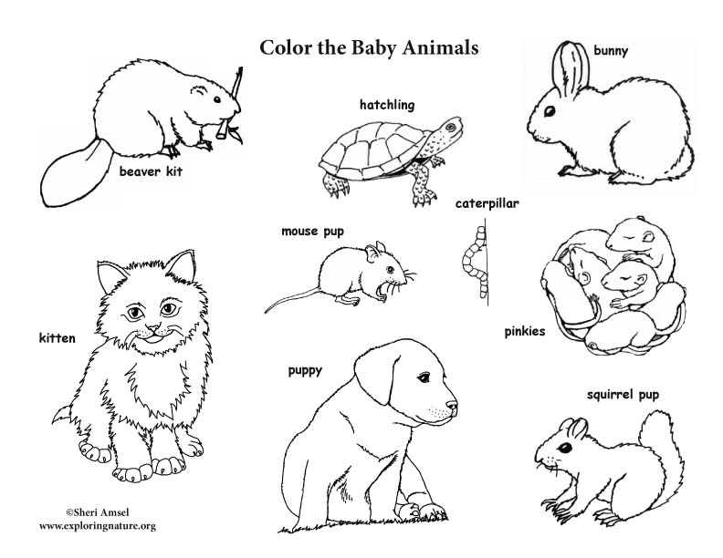 Animal Coloring Book Pdf Animal Coloring Book Pdf