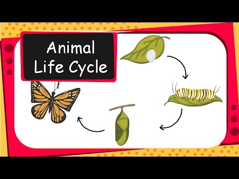Animal Life Cycle Animal Life Cycle