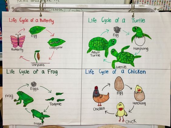 Science Animal Life Cycle Science Animal Life Cycle